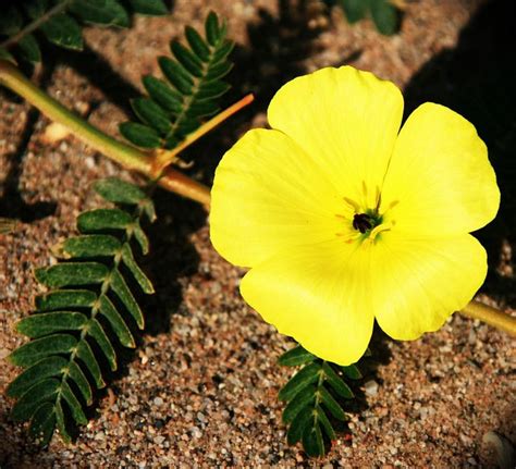 Devils Thorn Tribulus sp. by Namibnat, via Flickr | Asian flowers, Tribulus, Dubai