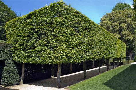 Hornbeam - planting, pruning, and care