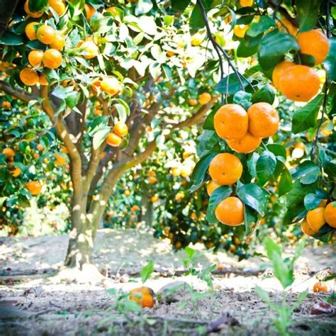 Growing Citrus Trees | ThriftyFun