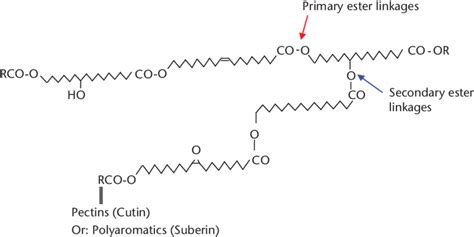 A possible structure of polyesters cutin and suberin. Note: R, other... | Download Scientific ...