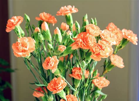 Peach Carnations, Sharp and Vivid, ISO 100 Tripod | More of … | Flickr