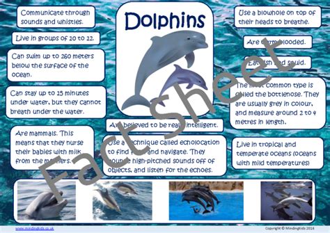 Dolphin Facts - MindingKids