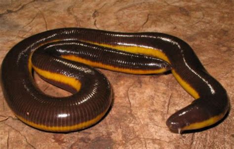 Scolecomorphidae – African Caecilians