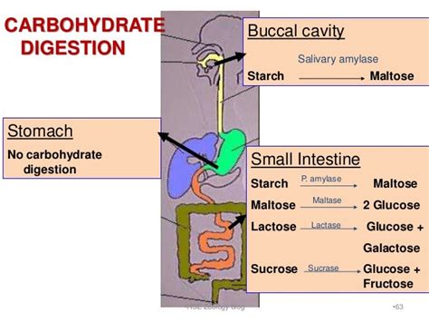 Digestion and absorption