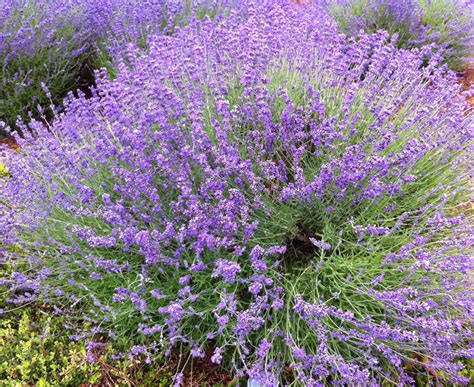 Lavender-Grows well in Georgia, need to add lime to soil. Makes it ...