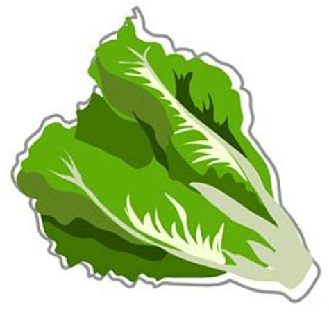 Download High Quality lettuce clipart Transparent PNG Images - Art Prim clip arts 2019