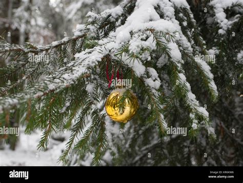 Christmas in the forest Stock Photo - Alamy