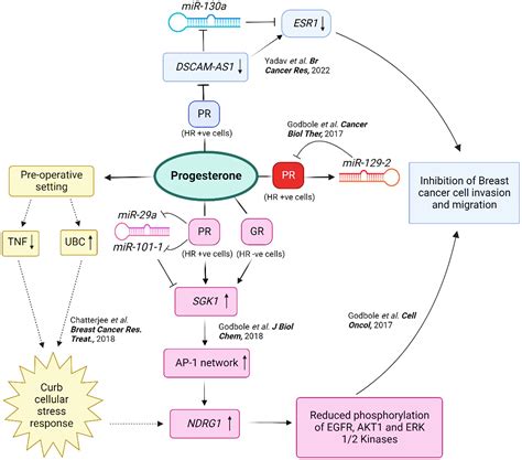 Deciphering progesterone's mechanisms of action in breast cancer