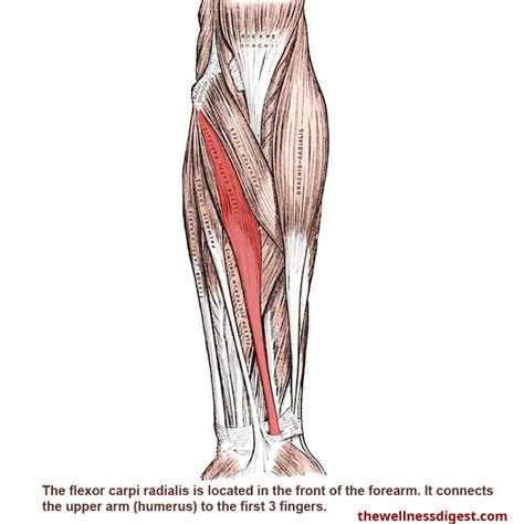 Flexor Carpi Radialis Muscle: Wrist and Hand Pain - The Wellness Digest