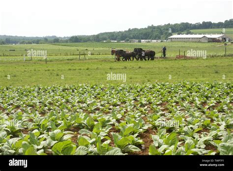 Amish farmers farm people hi-res stock photography and images - Alamy