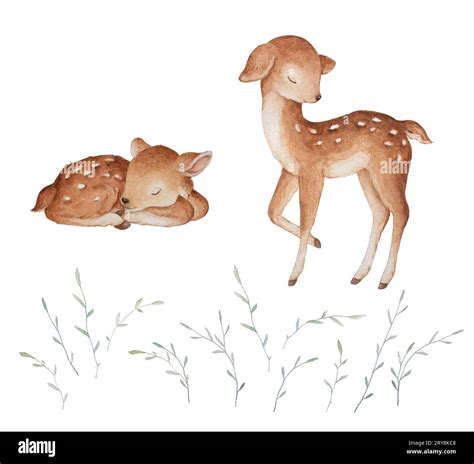 Little Deer Sleeping Watercolor, Flowers Grass Illustrations, Baby Clipart, White Background ...