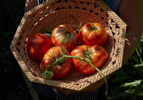 Beefsteak tomato 🍅 🌱 Uncover the secrets to growing this hearty slicer variety