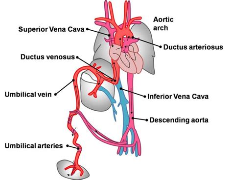 Intermediate - Vascular Overview - Embryology in 2021 | Vascular, Arteries and veins, Heart valves