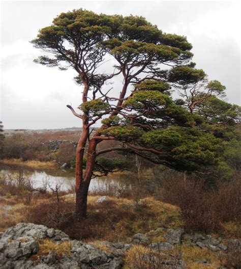 Species of the Week: Scots pine - Irish Wildlife Trust