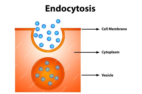 Premium Photo | Endocytosis diagram