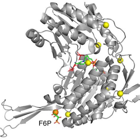 Glyceraldehyde 3-phosphate dehydrogenase. Predicted pockets and ligands... | Download Scientific ...