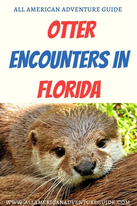 Otter Encounters in Florida - All-American Adventure Guide