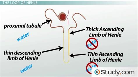 Renal Tubule | Function, Anatomy & Location - Lesson | Study.com