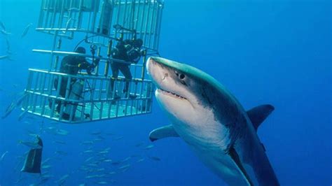 Shark Cage Diving Tour, Gansbaai, South Africa https ...