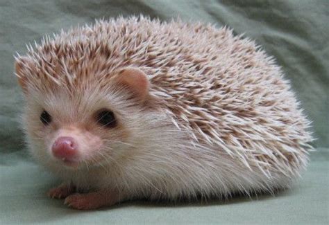 African Pygmy Cinnamon Hedgehog