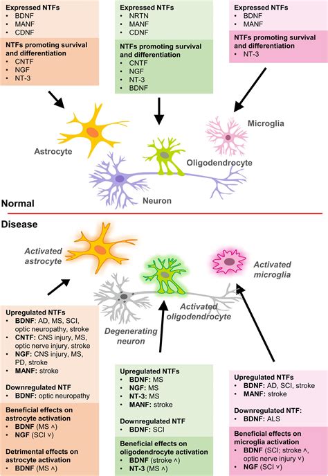 Frontiers | Effects of Neurotrophic Factors in Glial Cells in the Central Nervous System ...