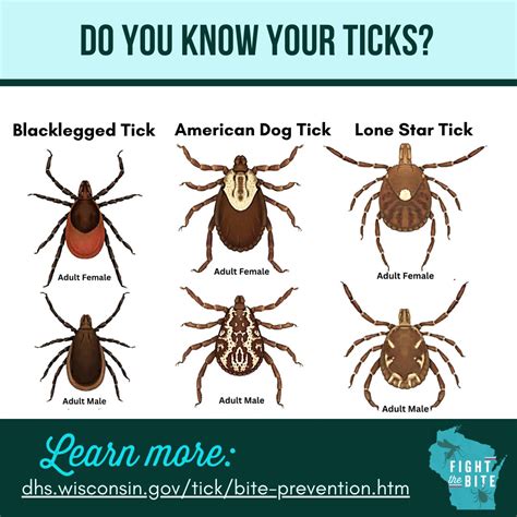 Tick Season Preparedness: How To Prevent And Treat Tick, 55% OFF