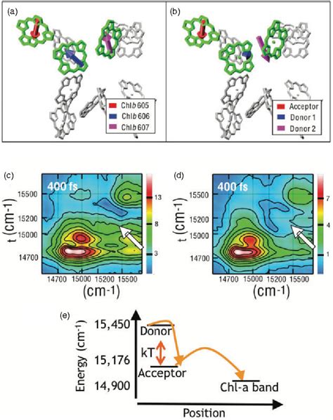 Figure 2 from Structure, Dynamics, and Function in the Major Light-Harvesting Complex of ...