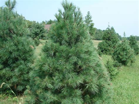 White Pine – Christmas Tree Farm