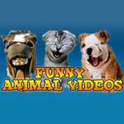 Funny Animal Videos