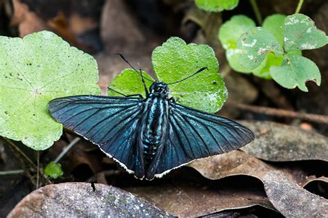 Argentine Butterflies 2, Iguazú National Park, Argentina