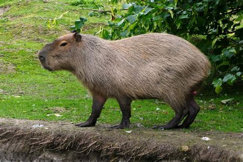 Capybara Craze: Meet the Chinese Internet’s Favorite Rodent - RADII