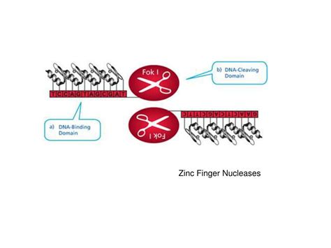 PPT - Zinc Finger Nucleases PowerPoint Presentation, free download - ID:5779266