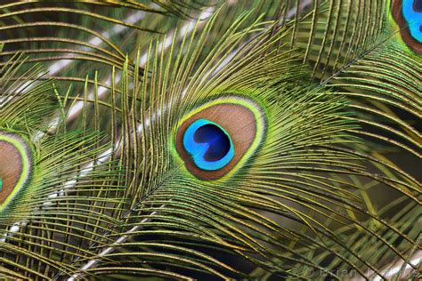 Indian Peafowl (Male) Tail Feather | Pavo cristatus. Tropica… | Flickr