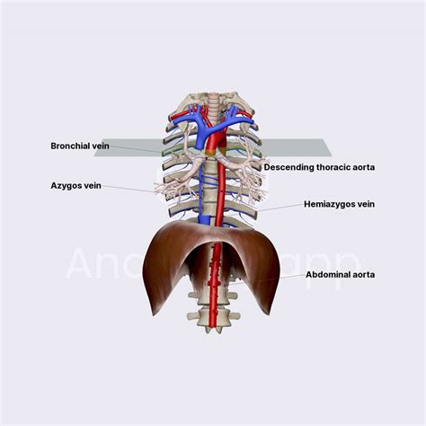 Hemiazygos Vein