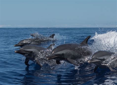 Fun Pantropical Spotted Dolphin Facts For Kids