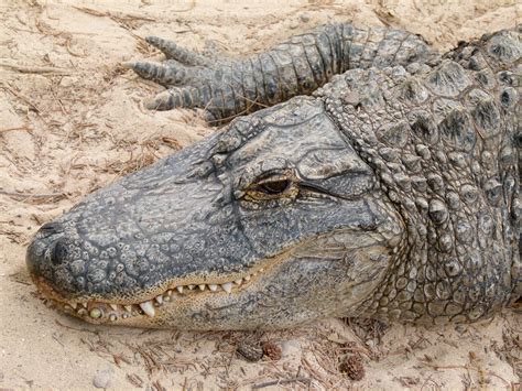 File:Alligator mississippiensis - Oasis Park - 13.jpg - Wikimedia Commons
