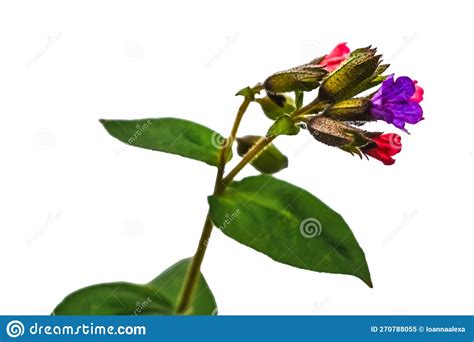 A Single Stem of a Lungwort with an Inflorescence of Pink and Purple Flowers Stock Image - Image ...