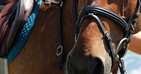 Know Your Bridle: Types of Nosebands - Discussions at DoverDiscussions ...