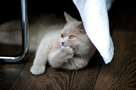 Grey Cat on Brown Textile Beside Stainless Steel Rod · Free Stock Photo
