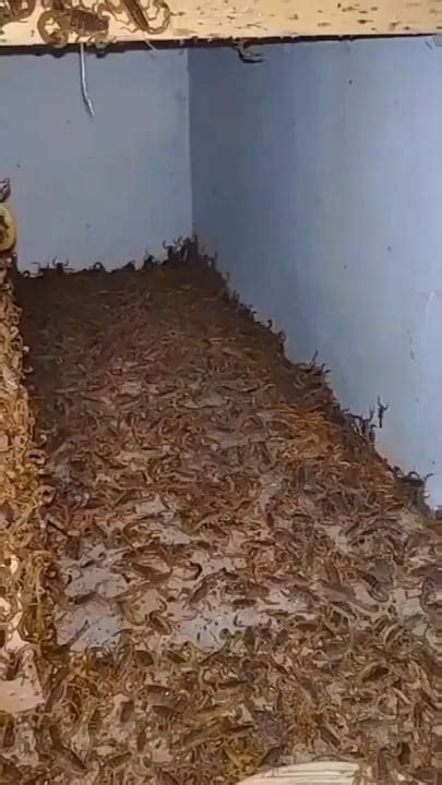 Watch: Thousands of scorpions crawl inside house, people call it 'stuff of nightmares'