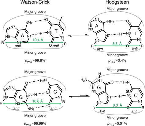 Dynamic equilibrium between Watson-Crick and Hoogsteen base pairs. The... | Download Scientific ...