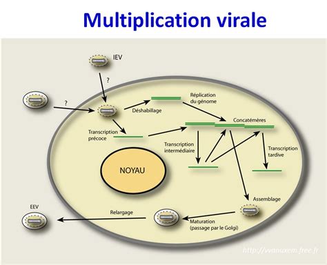 Images sélectionnées Poxviridae - vaccine - variole