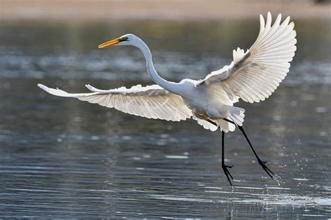 Egret Symbolism and Meaning (Totem, Spirit, and Omens) - Sonoma Birding