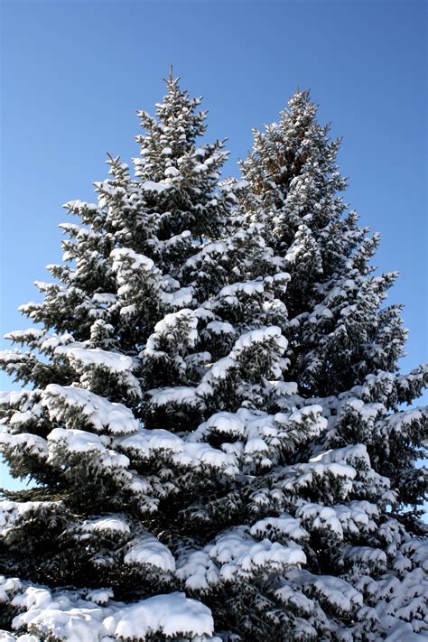 Two Snow Covered Pine Trees Picture | Free Photograph | Photos Public ...