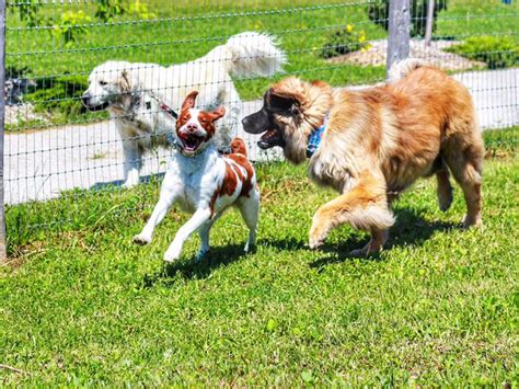 Puppy Socialization & Training - Sauble Beach Pet Hospital