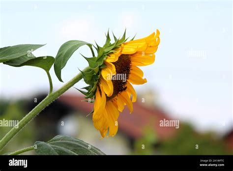 Side view of open blooming sunflower plant with bright yellow petals and dark center surrounded ...