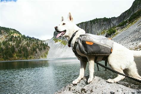 How to Find the Best Dog Friendly Camping in the US - Getaway Couple