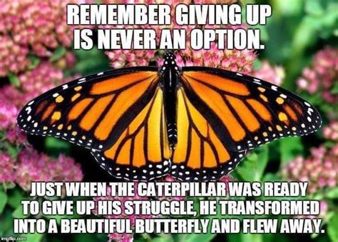 Pin by Ginnell Consulting on Encouragement | Memes, Butterfly ...