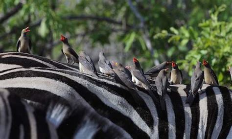 Kruger Park Birding Guide - Best Birding in South Africa