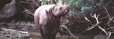 Indonesia: Ujung Kulon National Park | Save The Rhino